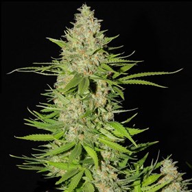 G13 Labs Seeds Blueberry Gum #2